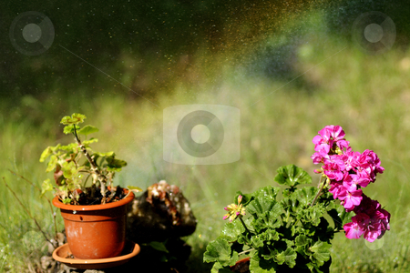 To use this stock image in your creative project, please select the size you need over to the right and click the "Add to Cart" button.
Your downloaded image will come with the Cutcaster watermark removed so don’t worry about the watermark you see on this page. Beautiful flower stock photo, Colored flowers in beautiful garden by Dragos Iliescu