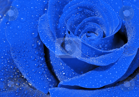 To use this stock image in your creative project, please select the size you need over to the right and click the "Add to Cart" button.
Your downloaded image will come with the Cutcaster watermark removed so don’t worry about the watermark you see on this page. Blue rose stock photo, Close-up of a blue rose with droplets. by Ivan Paunovic