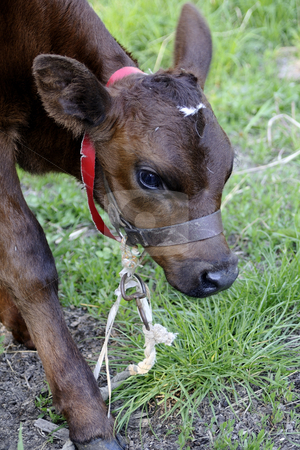 To use this stock image in your creative project, please select the size you need over to the right and click the "Add to Cart" button.
Your downloaded image will come with the Cutcaster watermark removed so don’t worry about the watermark you see on this page. Baby cow stock photo, Close-up with baby cow by Dragos Iliescu