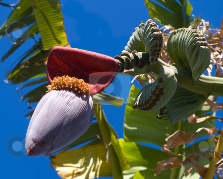 To use this stock image in your creative project, please select the size you need over to the right and click the "Add to Cart" button.
Your downloaded image will come with the Cutcaster watermark removed so don’t worry about the watermark you see on this page. Tropical fruit stock photo, A banana tree about to bloom by Steve Carroll