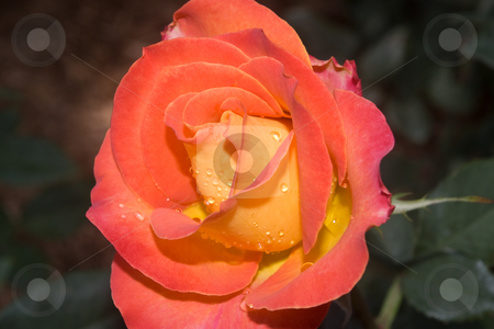 To use this stock image in your creative project, please select the size you need over to the right and click the "Add to Cart" button.
Your downloaded image will come with the Cutcaster watermark removed so don’t worry about the watermark you see on this page. Yellow/Orange rose stock photo, A beautiful yellow and orange rose after a brief morning shower in Mable Ringling's rose garden by Steve Carroll