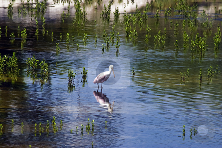 To use this stock image in your creative project, please select the size you need over to the right and click the "Add to Cart" button.
Your downloaded image will come with the Cutcaster watermark removed so don’t worry about the watermark you see on this page. Spoonbill crane stock photo, Florida Spoonbill Crane by Steve Carroll