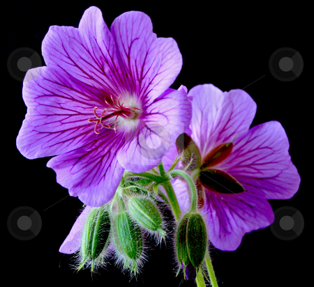 To use this stock image in your creative project, please select the size you need over to the right and click the "Add to Cart" button.
Your downloaded image will come with the Cutcaster watermark removed so don’t worry about the watermark you see on this page. Garden geranium (Ger. ? magnificum) stock photo, Geranium veins blossom bloom petal green purple blue garden plant stamp stem green leaf by Manuela Schueler