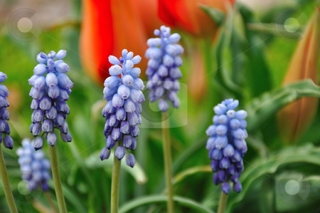 To use this stock image in your creative project, please select the size you need over to the right and click the "Add to Cart" button.
Your downloaded image will come with the Cutcaster watermark removed so don’t worry about the watermark you see on this page. Purple Lupine Flowers stock photo, A group of small, purple flowers stands in the evening sunlight. by Ben O'Neal