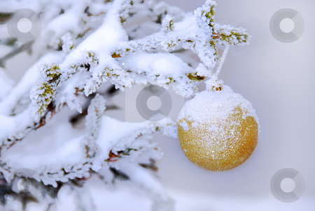 To use this stock image in your creative project, please select the size you need over to the right and click the "Add to Cart" button.
Your downloaded image will come with the Cutcaster watermark removed so don’t worry about the watermark you see on this page. Christmas ball stock photo, Christmas golden ball on snowy new year tree outdoor by Julija Sapic