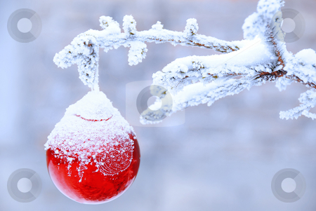 To use this stock image in your creative project, please select the size you need over to the right and click the "Add to Cart" button.
Your downloaded image will come with the Cutcaster watermark removed so don’t worry about the watermark you see on this page. Christmas ball stock photo, Christmas golden ball on snowy new year tree outdoor by Julija Sapic