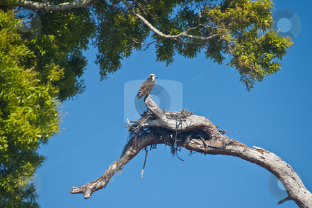 To use this stock image in your creative project, please select the size you need over to the right and click the "Add to Cart" button.
Your downloaded image will come with the Cutcaster watermark removed so don’t worry about the watermark you see on this page. Nesting Osprey stock photo, Osprey (Pandion haliaetus), sometimes known as the sea hawk, guarding its nest. by Steve Carroll