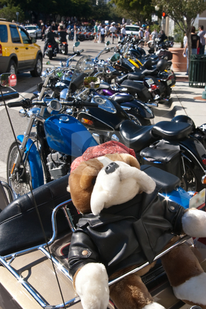To use this stock image in your creative project, please select the size you need over to the right and click the "Add to Cart" button.
Your downloaded image will come with the Cutcaster watermark removed so don’t worry about the watermark you see on this page. Biker Pooch stock photo, Stuffed dog on back of motorcyle at biker's rally in Sarasota,
Florida by Steve Carroll