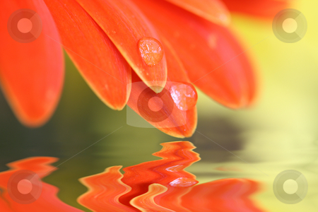To use this stock image in your creative project, please select the size you need over to the right and click the "Add to Cart" button.
Your downloaded image will come with the Cutcaster watermark removed so don’t worry about the watermark you see on this page. Abstract flower stock photo, A image of a abstract flower with water droplets reflected in a pool by Stephen Mcnally