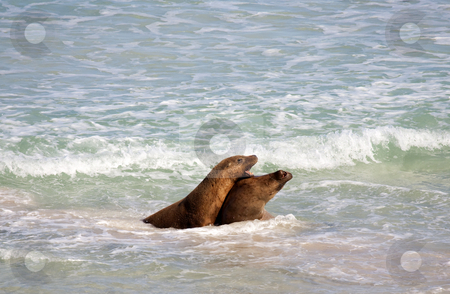 To use this stock image in your creative project, please select the size you need over to the right and click the "Add to Cart" button.
Your downloaded image will come with the Cutcaster watermark removed so don’t worry about the watermark you see on this page. Battle for the Beach stock photo, A pair of Australian Sea Lion Bulls battling over the females on the beach at Seal Bay on Kangaroo Island by Mike Dawson