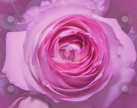 To use this stock image in your creative project, please select the size you need over to the right and click the "Add to Cart" button.
Your downloaded image will come with the Cutcaster watermark removed so don’t worry about the watermark you see on this page. Pink Rose stock photo, by Fabio Alcini