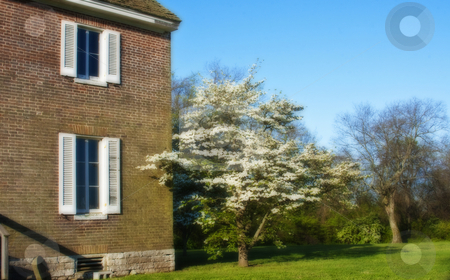 To use this stock image in your creative project, please select the size you need over to the right and click the "Add to Cart" button.
Your downloaded image will come with the Cutcaster watermark removed so don’t worry about the watermark you see on this page. Landscape of Old Southern House stock photo, Landscape of old southern house with blue sky and flowering trees by Dennis Crumrin