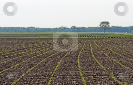 To use this stock image in your creative project, please select the size you need over to the right and click the "Add to Cart" button.
Your downloaded image will come with the Cutcaster watermark removed so don’t worry about the watermark you see on this page. Cultivated Farmland With Rows of New Growth stock photo, Cultivated farmland with rows of new growth with tree in background by Dennis Crumrin