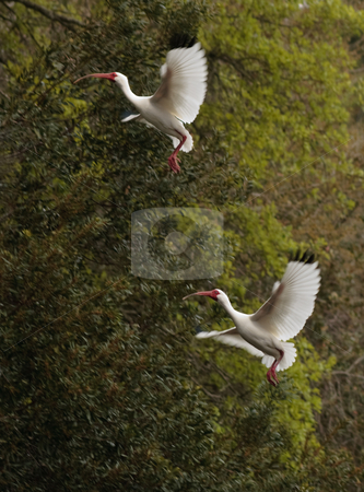 To use this stock image in your creative project, please select the size you need over to the right and click the "Add to Cart" button.
Your downloaded image will come with the Cutcaster watermark removed so don’t worry about the watermark you see on this page. Ibises Landing stock photo, White Ibises Landing in a tree, Forest Preserve, Hilton Head, SC by Thomas Marchessault