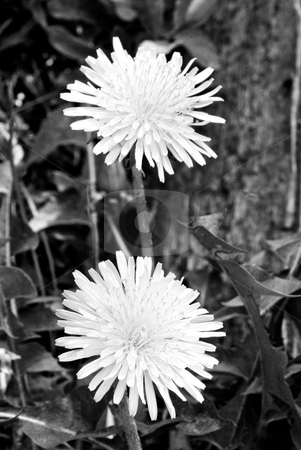 To use this stock image in your creative project, please select the size you need over to the right and click the "Add to Cart" button.
Your downloaded image will come with the Cutcaster watermark removed so don’t worry about the watermark you see on this page. Dandilion Fireworks stock photo, This is a shot of two Dandilions that looks like fireworks going off. by Keith King