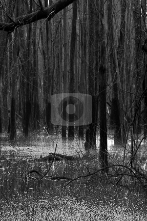 To use this stock image in your creative project, please select the size you need over to the right and click the "Add to Cart" button.
Your downloaded image will come with the Cutcaster watermark removed so don’t worry about the watermark you see on this page. Swamp stock photo, by Keith King