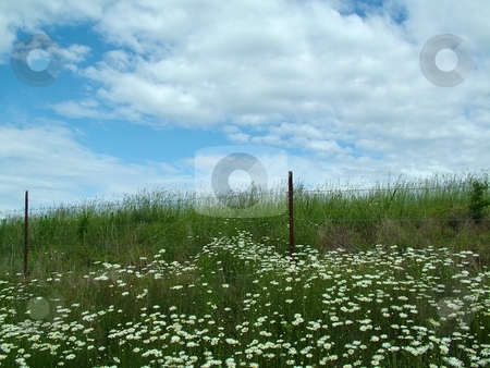 To use this stock image in your creative project, please select the size you need over to the right and click the "Add to Cart" button.
Your downloaded image will come with the Cutcaster watermark removed so don’t worry about the watermark you see on this page. Daisies and Blue Skies stock photo, Wild daisies flaunting their beauty in front of an old wooden fence with a glorious blue sky and beautiful white clouds. by Krystal McCammon