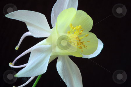 To use this stock image in your creative project, please select the size you need over to the right and click the "Add to Cart" button.
Your downloaded image will come with the Cutcaster watermark removed so don’t worry about the watermark you see on this page. Aquilegia stock photo, by Manuela Schueler