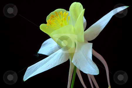 To use this stock image in your creative project, please select the size you need over to the right and click the "Add to Cart" button.
Your downloaded image will come with the Cutcaster watermark removed so don’t worry about the watermark you see on this page. Aquilegia stock photo, by Manuela Schueler