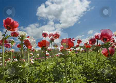 To use this stock image in your creative project, please select the size you need over to the right and click the "Add to Cart" button.
Your downloaded image will come with the Cutcaster watermark removed so don’t worry about the watermark you see on this page. Red flower field stock photo, Poppy Anemone in the field from bellow by Noam Armonn
