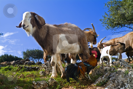 To use this stock image in your creative project, please select the size you need over to the right and click the "Add to Cart" button.
Your downloaded image will come with the Cutcaster watermark removed so don’t worry about the watermark you see on this page. Goats and cock stock photo, Goats and cock in the field by Noam Armonn