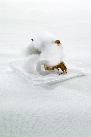 To use this stock image in your creative project, please select the size you need over to the right and click the "Add to Cart" button.
Your downloaded image will come with the Cutcaster watermark removed so don’t worry about the watermark you see on this page. Cotton branch stock photo, Close-up of Ripe cotton boll on cotton textile background by Noam Armonn
