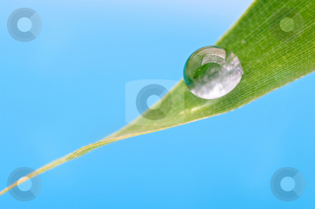 To use this stock image in your creative project, please select the size you need over to the right and click the "Add to Cart" button.
Your downloaded image will come with the Cutcaster watermark removed so don’t worry about the watermark you see on this page. Drop on leaf stock photo, Drop of water on bamboo leaf by Noam Armonn
