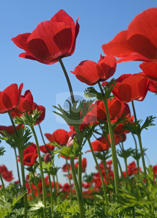 To use this stock image in your creative project, please select the size you need over to the right and click the "Add to Cart" button.
Your downloaded image will come with the Cutcaster watermark removed so don’t worry about the watermark you see on this page. Red flower field stock photo, Poppy Anemone in the field from bellow by Noam Armonn