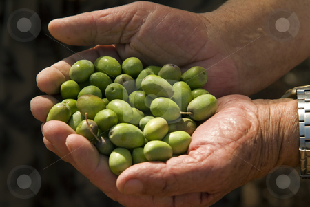 To use this stock image in your creative project, please select the size you need over to the right and click the "Add to Cart" button.
Your downloaded image will come with the Cutcaster watermark removed so don’t worry about the watermark you see on this page. Olives in old man's hand stock photo, Olives in old man's hand by Noam Armonn