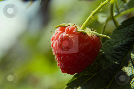 To use this stock image in your creative project, please select the size you need over to the right and click the "Add to Cart" button.
Your downloaded image will come with the Cutcaster watermark removed so don’t worry about the watermark you see on this page. Raspberry stock photo, Raspberry on plant by Noam Armonn