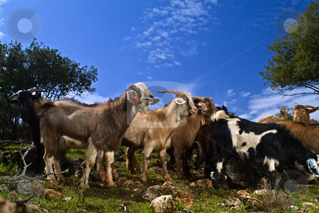 To use this stock image in your creative project, please select the size you need over to the right and click the "Add to Cart" button.
Your downloaded image will come with the Cutcaster watermark removed so don’t worry about the watermark you see on this page. Goats in the pasture stock photo, A group of young goats in the pasture by Noam Armonn
