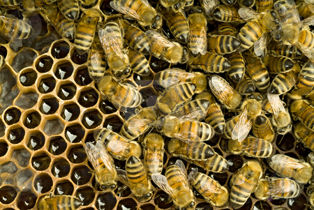 To use this stock image in your creative project, please select the size you need over to the right and click the "Add to Cart" button.
Your downloaded image will come with the Cutcaster watermark removed so don’t worry about the watermark you see on this page. Bees inside beehive stock photo, Bees inside a beehive by Noam Armonn