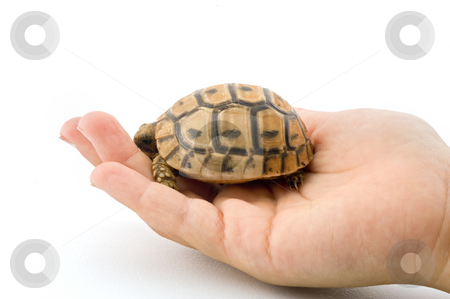 To use this stock image in your creative project, please select the size you need over to the right and click the "Add to Cart" button.
Your downloaded image will come with the Cutcaster watermark removed so don’t worry about the watermark you see on this page. Baby turtle in a child hand stock photo, Baby turtle baby turtle in a child hand isolated on white by Noam Armonn
