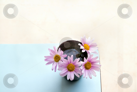 To use this stock image in your creative project, please select the size you need over to the right and click the "Add to Cart" button.
Your downloaded image will come with the Cutcaster watermark removed so don’t worry about the watermark you see on this page. Pink daises stock photo, Four pink daises in a silver cup on an azure table by Noam Armonn