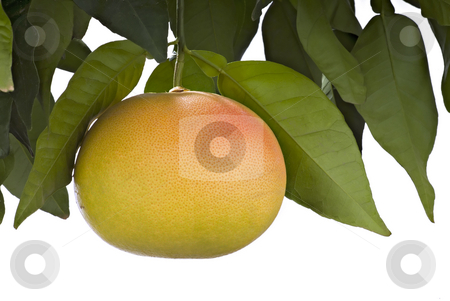 To use this stock image in your creative project, please select the size you need over to the right and click the "Add to Cart" button.
Your downloaded image will come with the Cutcaster watermark removed so don’t worry about the watermark you see on this page. Pink Grapefruit stock photo, Pink or blood Grapefruit hanging on branch and isolated on white by Noam Armonn