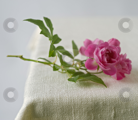 To use this stock image in your creative project, please select the size you need over to the right and click the "Add to Cart" button.
Your downloaded image will come with the Cutcaster watermark removed so don’t worry about the watermark you see on this page. Small pink roses stock photo, Small pink roses on rustic fabric by Noam Armonn