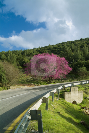 To use this stock image in your creative project, please select the size you need over to the right and click the "Add to Cart" button.
Your downloaded image will come with the Cutcaster watermark removed so don’t worry about the watermark you see on this page. Cercis and Road stock photo, Cercis tree in full rose bloom and a winding road by Noam Armonn