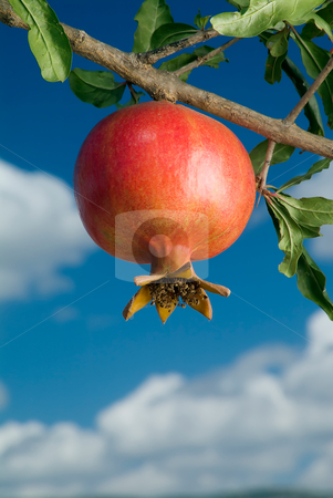 To use this stock image in your creative project, please select the size you need over to the right and click the "Add to Cart" button.
Your downloaded image will come with the Cutcaster watermark removed so don’t worry about the watermark you see on this page. Pomegranate on branch stock photo, Pomegranate on branch against cloudy blue sky by Noam Armonn