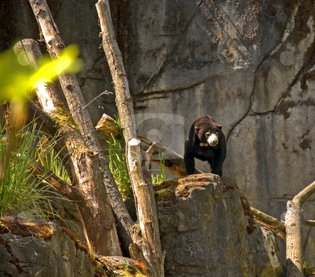 To use this stock image in your creative project, please select the size you need over to the right and click the "Add to Cart" button.
Your downloaded image will come with the Cutcaster watermark removed so don’t worry about the watermark you see on this page. Black Bear On Rocks stock photo, This black bear is standing on some rocky cliff areas for a beautiful nature wildlife shot. by Valerie Garner