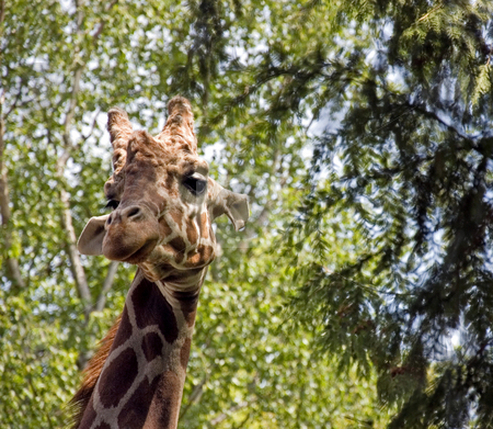 To use this stock image in your creative project, please select the size you need over to the right and click the "Add to Cart" button.
Your downloaded image will come with the Cutcaster watermark removed so don’t worry about the watermark you see on this page. Giraffe With Head In Trees stock photo, This photo is a giraffe with it's head up in the trees with it's beautiful long eyelashes looking at the camera. by Valerie Garner
