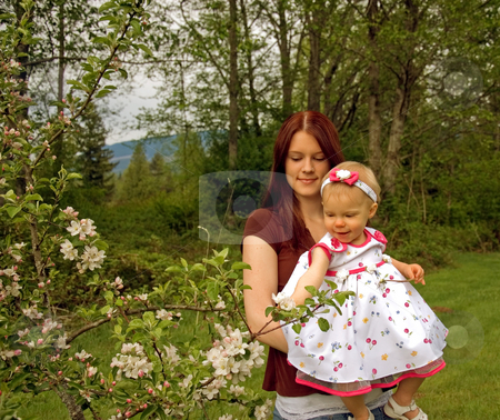 To use this stock image in your creative project, please select the size you need over to the right and click the "Add to Cart" button.
Your downloaded image will come with the Cutcaster watermark removed so don’t worry about the watermark you see on this page. Attractive Mom and Toddler Looking at Apple Tree stock photo, This young mother and toddler daughter are looking at an apple tree in bloom. by Valerie Garner