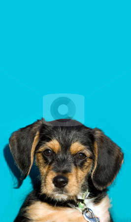 To use this stock image in your creative project, please select the size you need over to the right and click the "Add to Cart" button.
Your downloaded image will come with the Cutcaster watermark removed so don’t worry about the watermark you see on this page. Cute Puppy stock photo, A an adorable puppy isolated over a blue background with copyspace. by Todd Arena