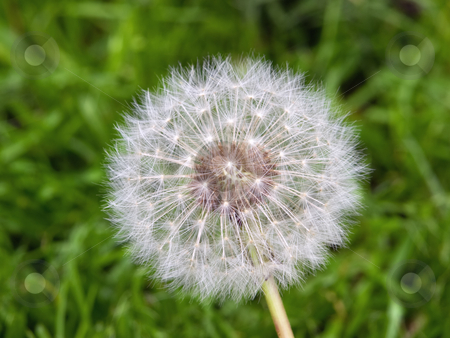 To use this stock image in your creative project, please select the size you need over to the right and click the "Add to Cart" button.
Your downloaded image will come with the Cutcaster watermark removed so don’t worry about the watermark you see on this page. Dandelion stock photo, Closeup of a dandelion head on a spring meadow. by Sinisa Botas
