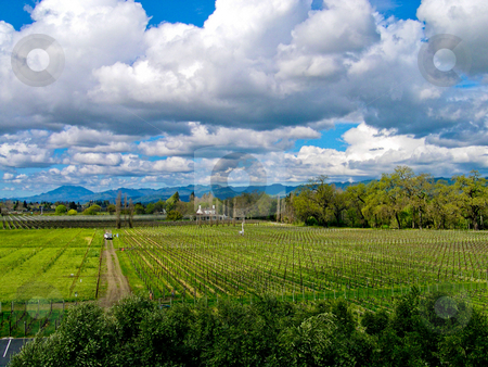 To use this stock image in your creative project, please select the size you need over to the right and click the "Add to Cart" button.
Your downloaded image will come with the Cutcaster watermark removed so don’t worry about the watermark you see on this page. Vineyard and sky stock photo, Vineyard in Northern California by Jaime Pharr