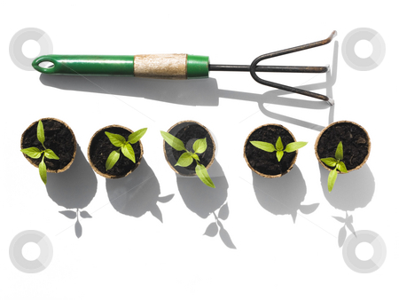 To use this stock image in your creative project, please select the size you need over to the right and click the "Add to Cart" button.
Your downloaded image will come with the Cutcaster watermark removed so don’t worry about the watermark you see on this page. Bell Pepper seedlings with rake stock photo, Bell pepper seedlings with rake on white background by John Teeter