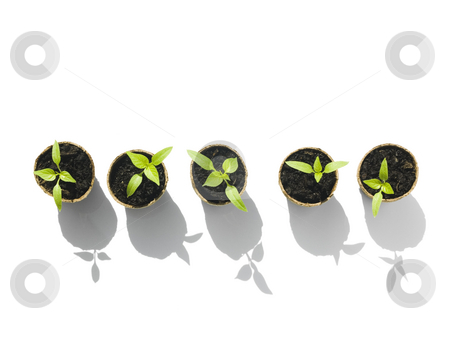 To use this stock image in your creative project, please select the size you need over to the right and click the "Add to Cart" button.
Your downloaded image will come with the Cutcaster watermark removed so don’t worry about the watermark you see on this page. Aerial view of bell pepper seedlings stock photo, Aerial View of Bell Pepper Seedlings on white Background by John Teeter