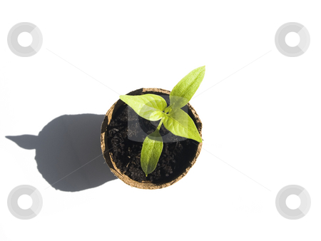 To use this stock image in your creative project, please select the size you need over to the right and click the "Add to Cart" button.
Your downloaded image will come with the Cutcaster watermark removed so don’t worry about the watermark you see on this page. Bell Pepper Sprout stock photo, Bell pepper sprout on a white background by John Teeter