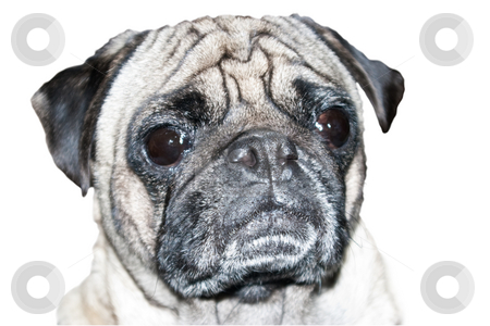 To use this stock image in your creative project, please select the size you need over to the right and click the "Add to Cart" button.
Your downloaded image will come with the Cutcaster watermark removed so don’t worry about the watermark you see on this page. Pug Dog Head Shot stock photo, Head shot of a 4 year old male Pug dog on a white background by Steve Carroll