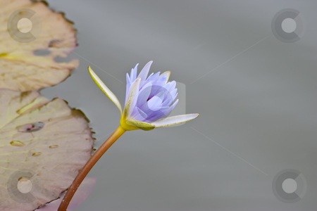 To use this stock image in your creative project, please select the size you need over to the right and click the "Add to Cart" button.
Your downloaded image will come with the Cutcaster watermark removed so don’t worry about the watermark you see on this page. Blue Nile Water Lily stock photo, Blue Nile water lily, recently opened. by Steve Carroll