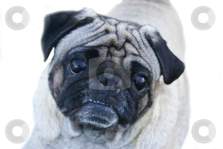 To use this stock image in your creative project, please select the size you need over to the right and click the "Add to Cart" button.
Your downloaded image will come with the Cutcaster watermark removed so don’t worry about the watermark you see on this page. Pug Dog Headshot stock photo, Head shot of 'Dougie' - a 4 year old male Pug dog isolated on white background by Steve Carroll